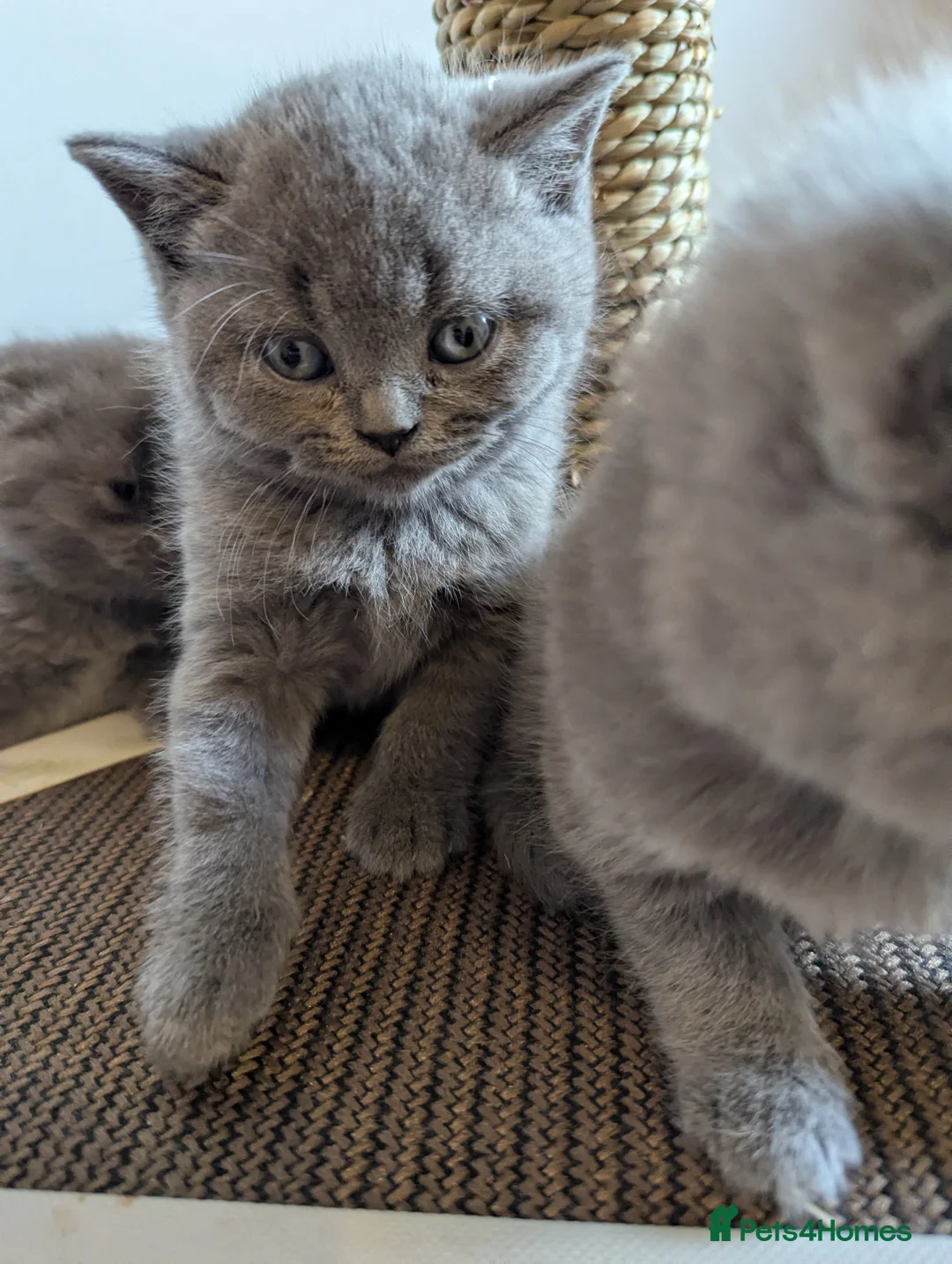 British Shorthair cats for sale: British shorthairs champion line purebred - Advert 2