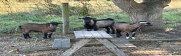 Goats livestock for sale: Pygmy goats - Advert 1