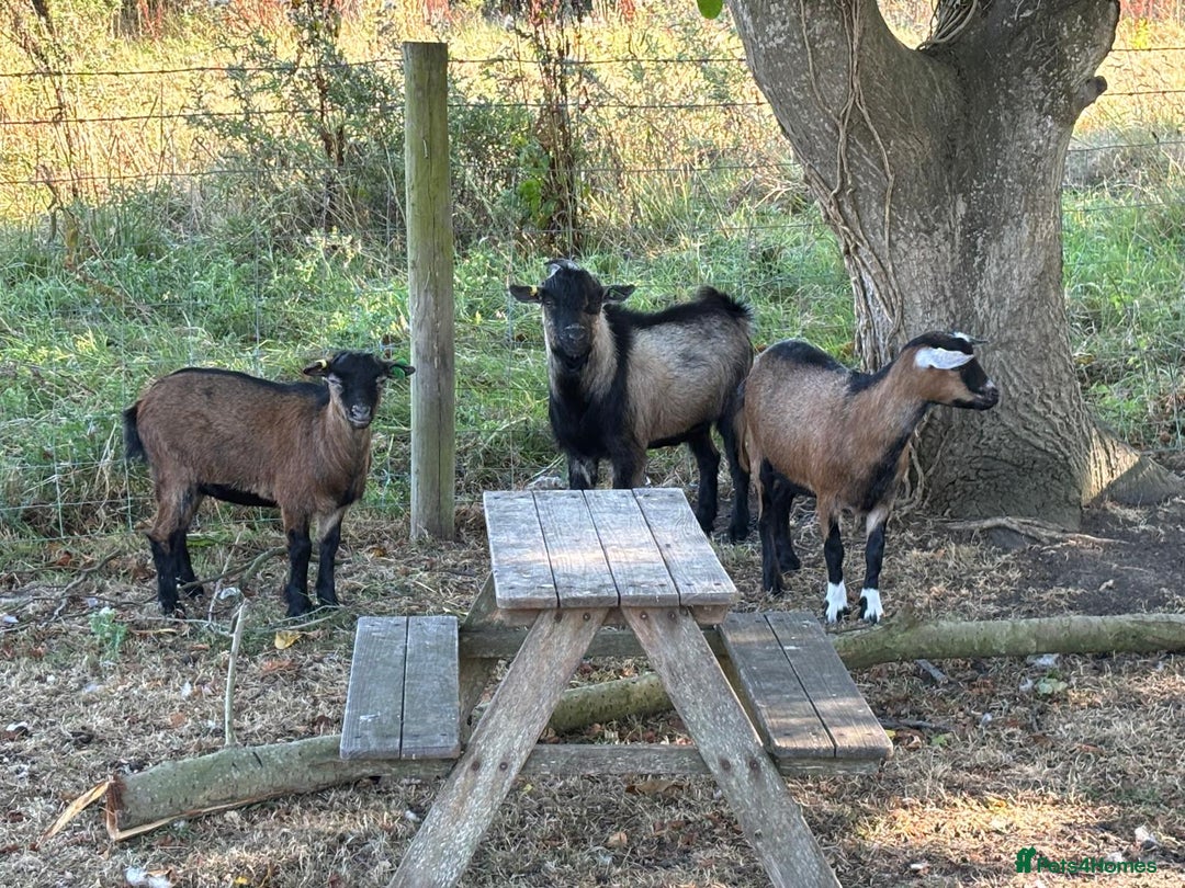 Goats livestock for sale: Pygmy goats - Advert 1