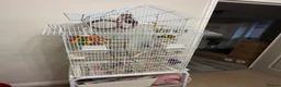 Lovebirds birds for sale: 2 lovebirds plus cage - Advert 3