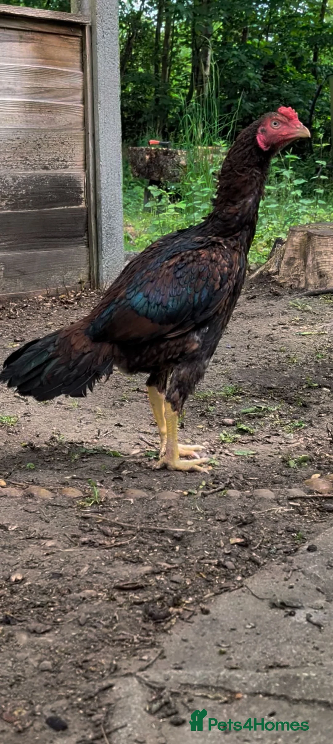 Chickens poultry for sale: Aseel Shamo Top Bloodline Stag in Woking - Advert 2