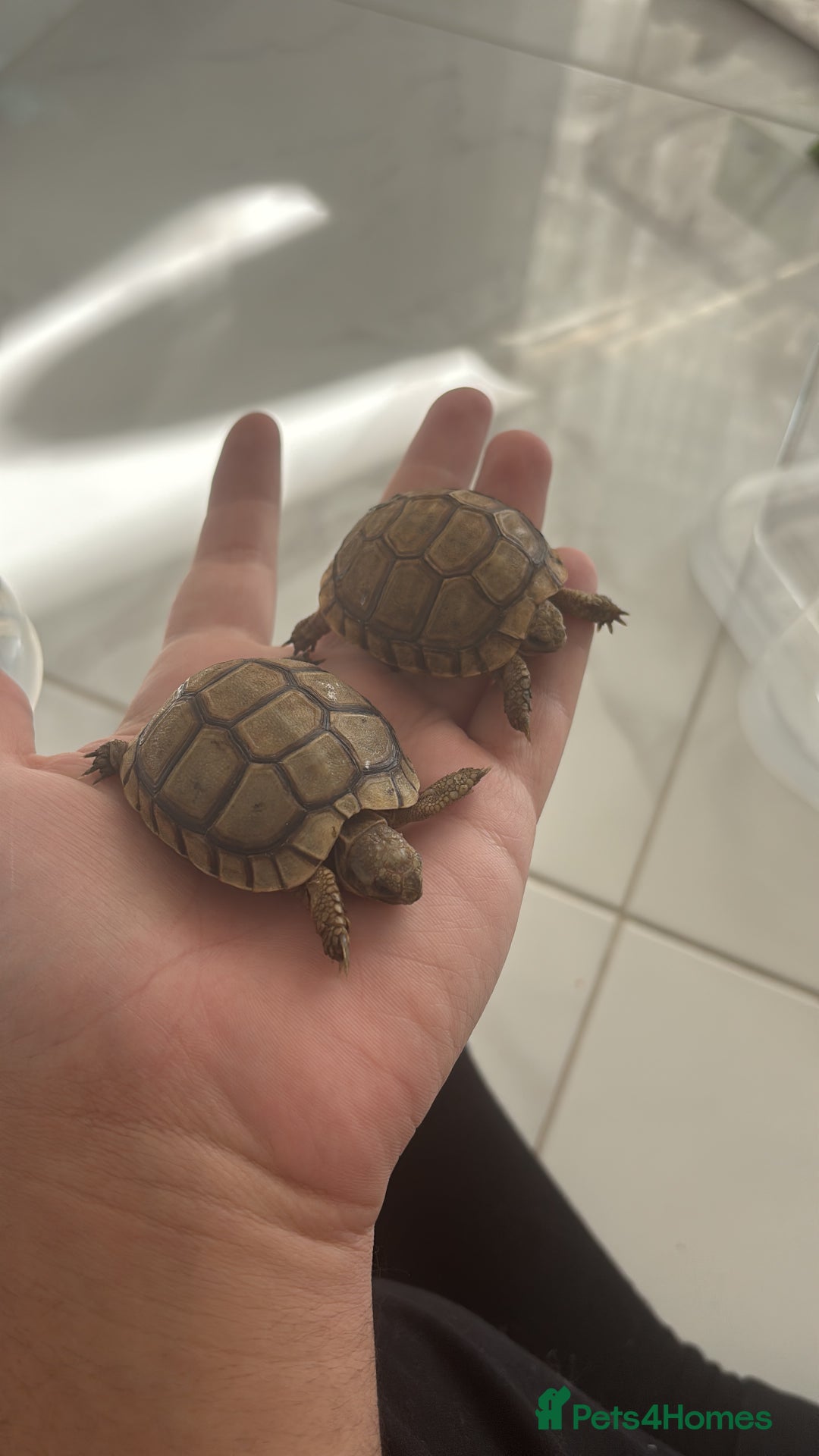 Tortoise reptiles for sale: Tortoises - Advert 5