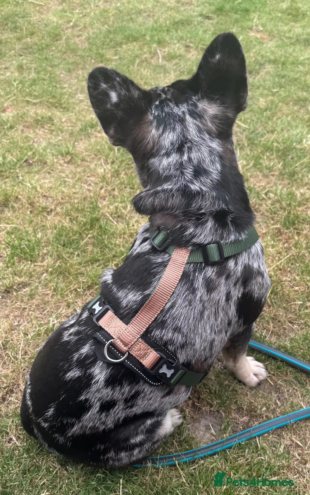 French Bulldog dogs for sale: Beautiful 11 month old KC registered Frenchie - Advert 3