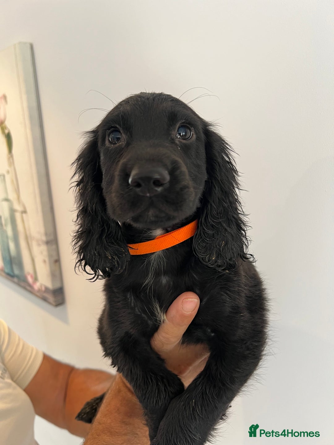 Cocker Spaniel dogs for sale: Fully health tested/champion bloodlines - Image 11