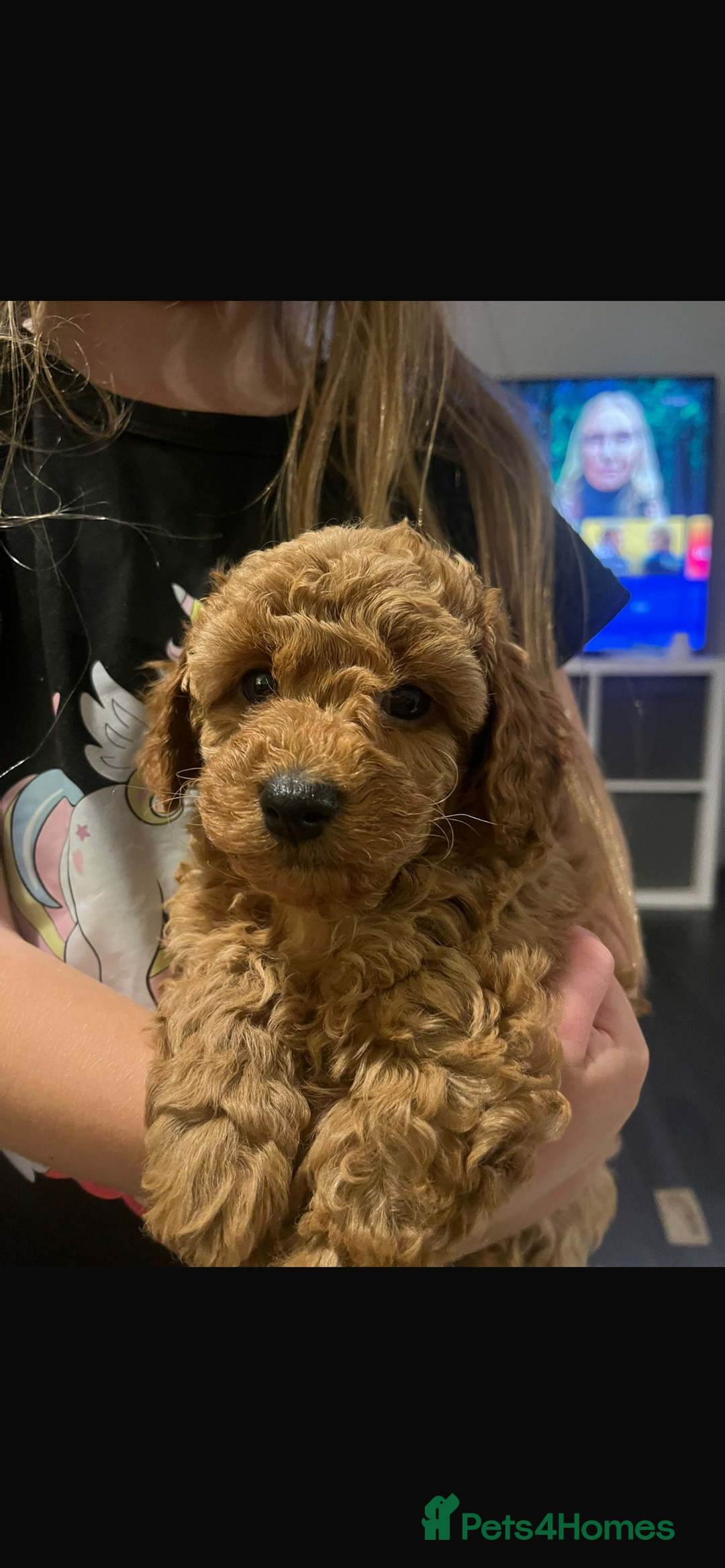 Cavapoo dogs for sale: Cavapoo puppies for sale - Image 24
