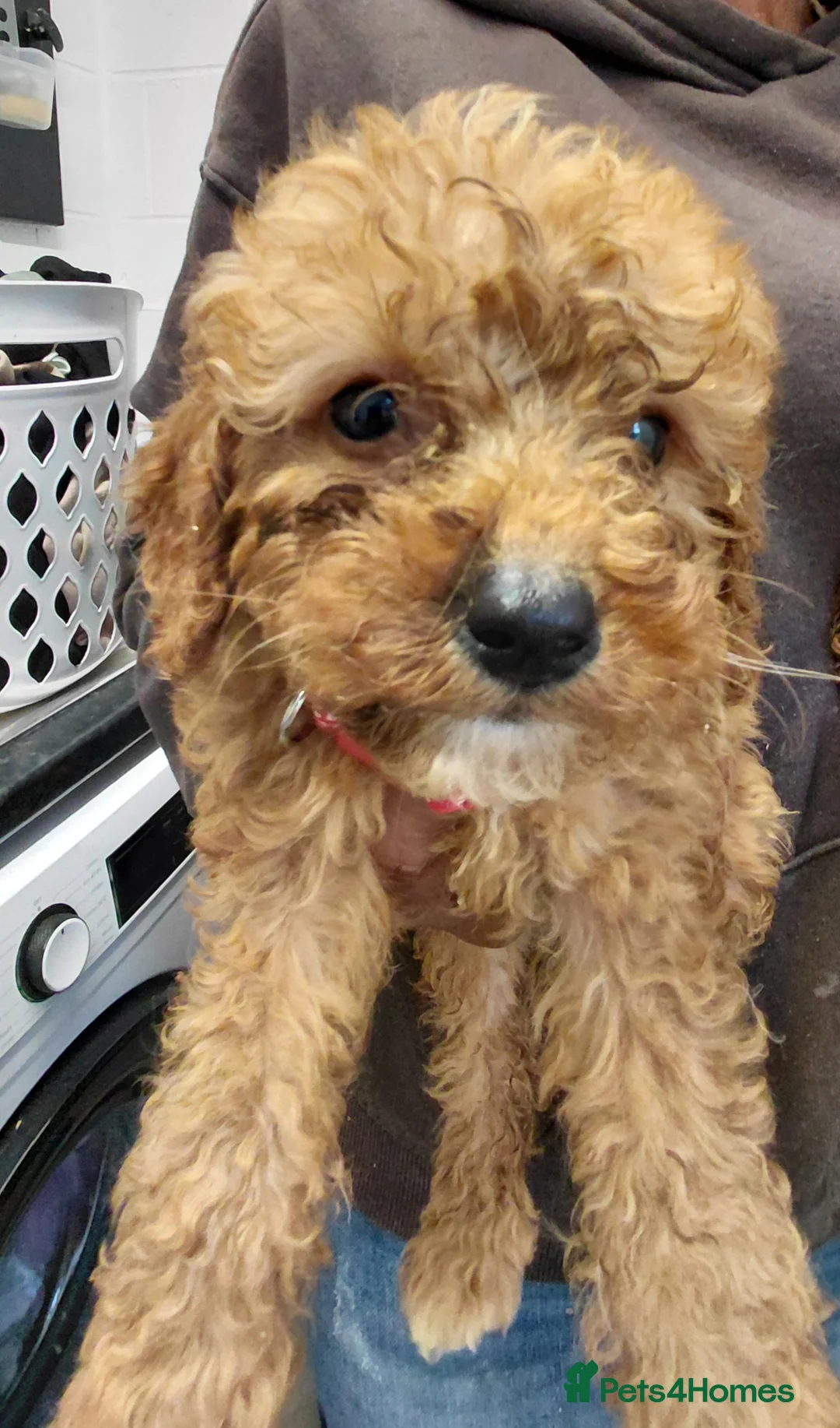 Cavapoo dogs for sale: F2 cavapoo puppies  - Advert 6