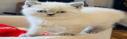 British Shorthair cats for sale: Gorgeous Pedigree BSH x Persian ready to go now - Advert 9