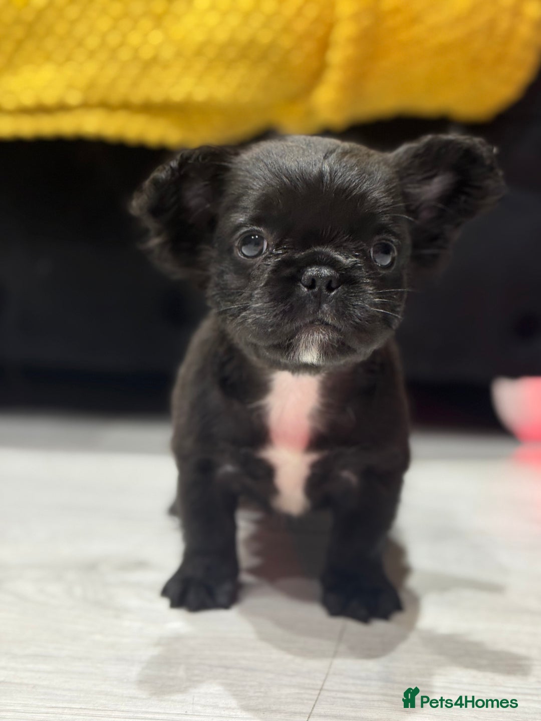 French Bulldog dogs for sale: Beautiful French Bulldogs Males  - Advert 9