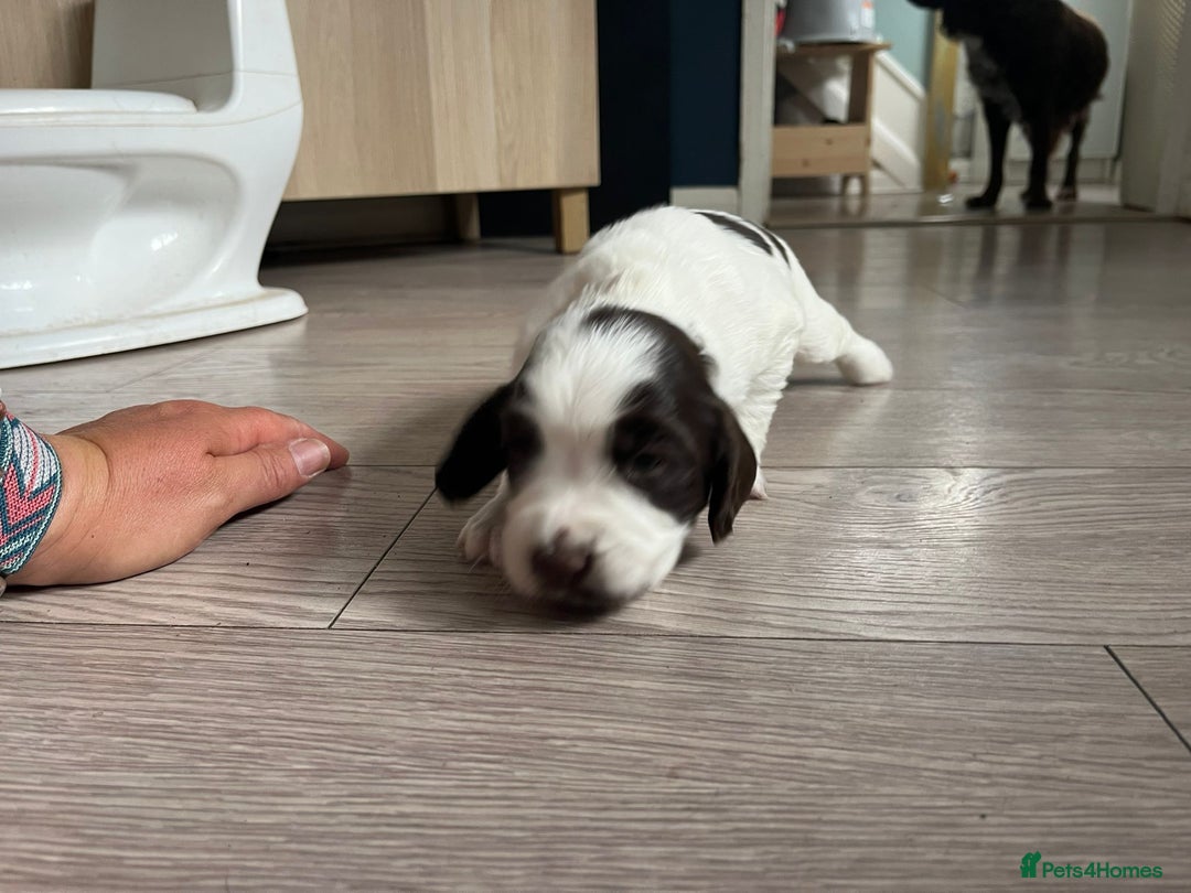 Sprocker dogs for sale: Beautiful Sprocker puppies  - Image 11