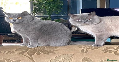 British Shorthair cats - Advert 1