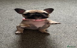 French Bulldog dogs for sale: Amazing french bulldog  - Image 15
