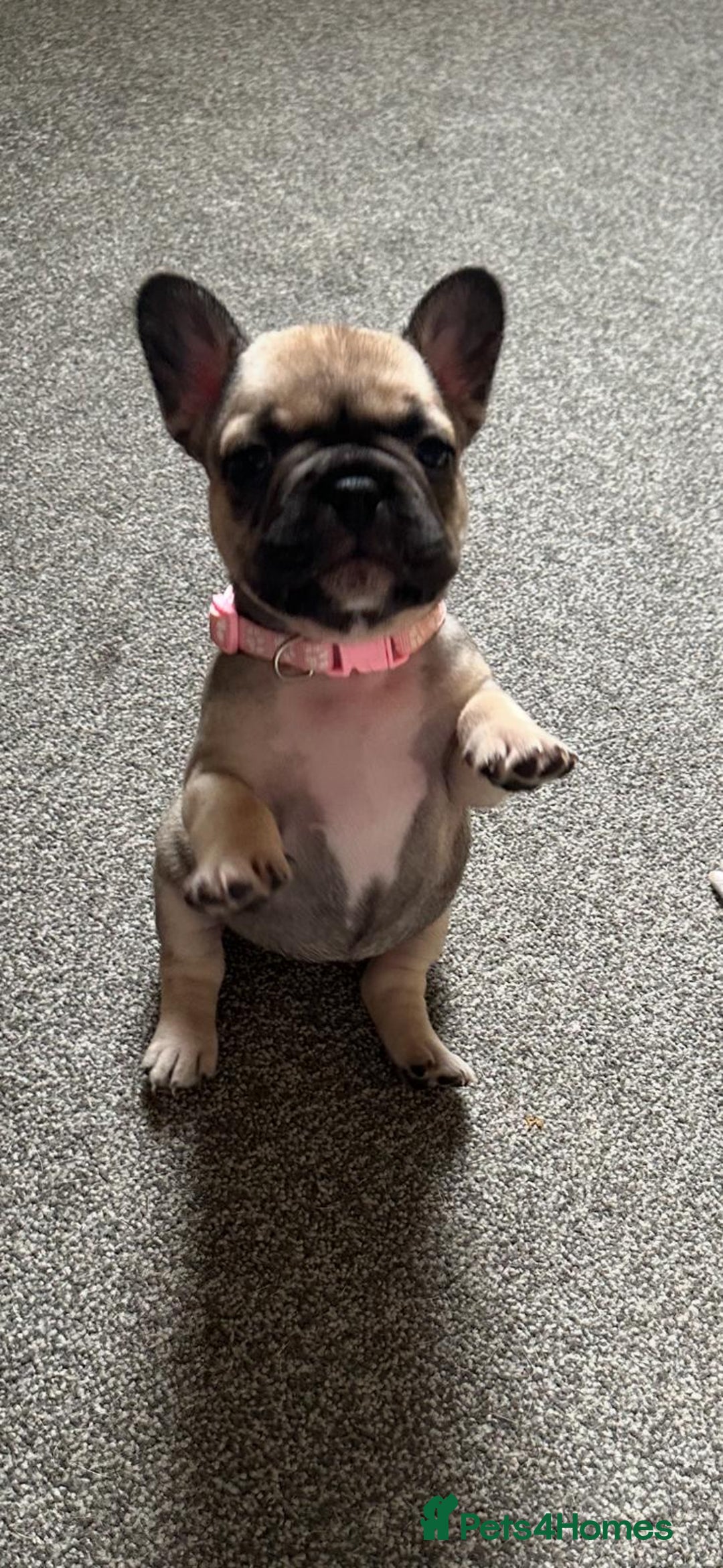 French Bulldog dogs for sale: Amazing french bulldog  - Image 15