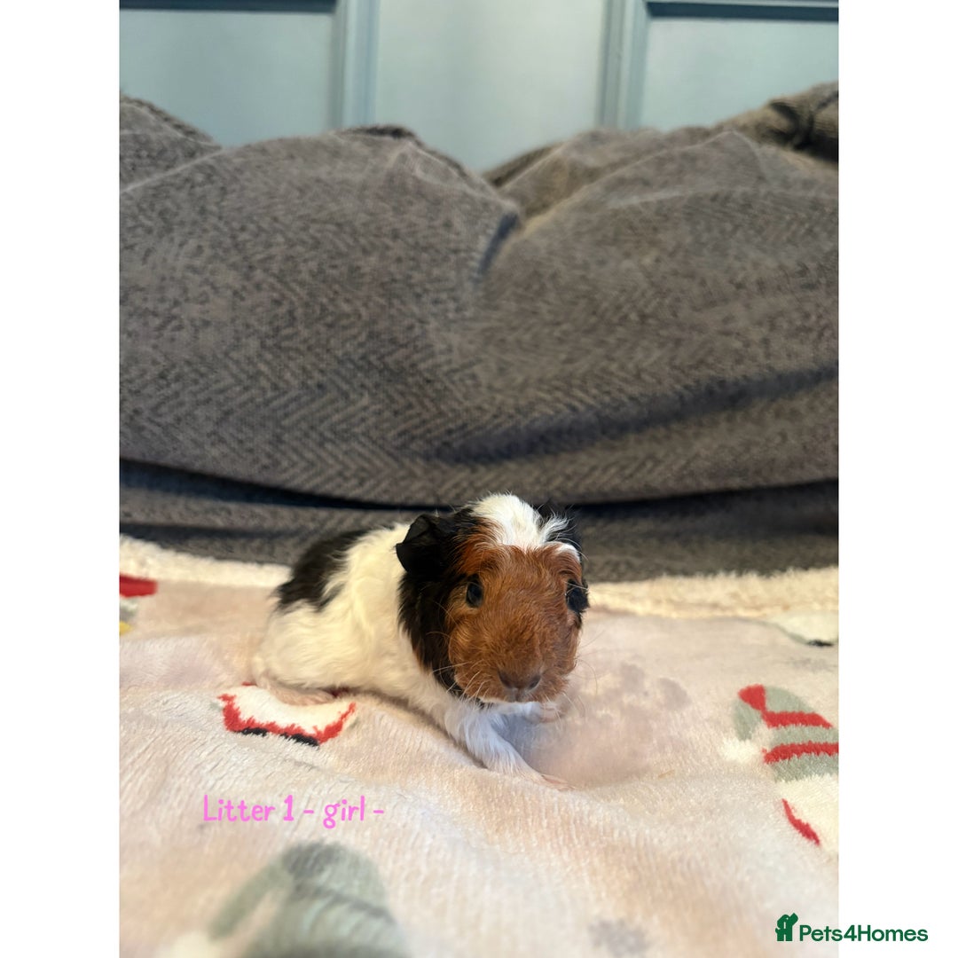 Guinea Pig rodents for sale: Beautiful baby guniea pig for sale Girls & Boys - Advert 3