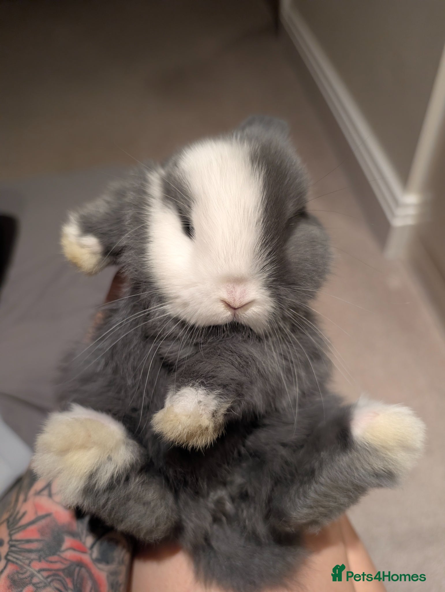 Mini Lop rabbits Mini lop - Advert 1