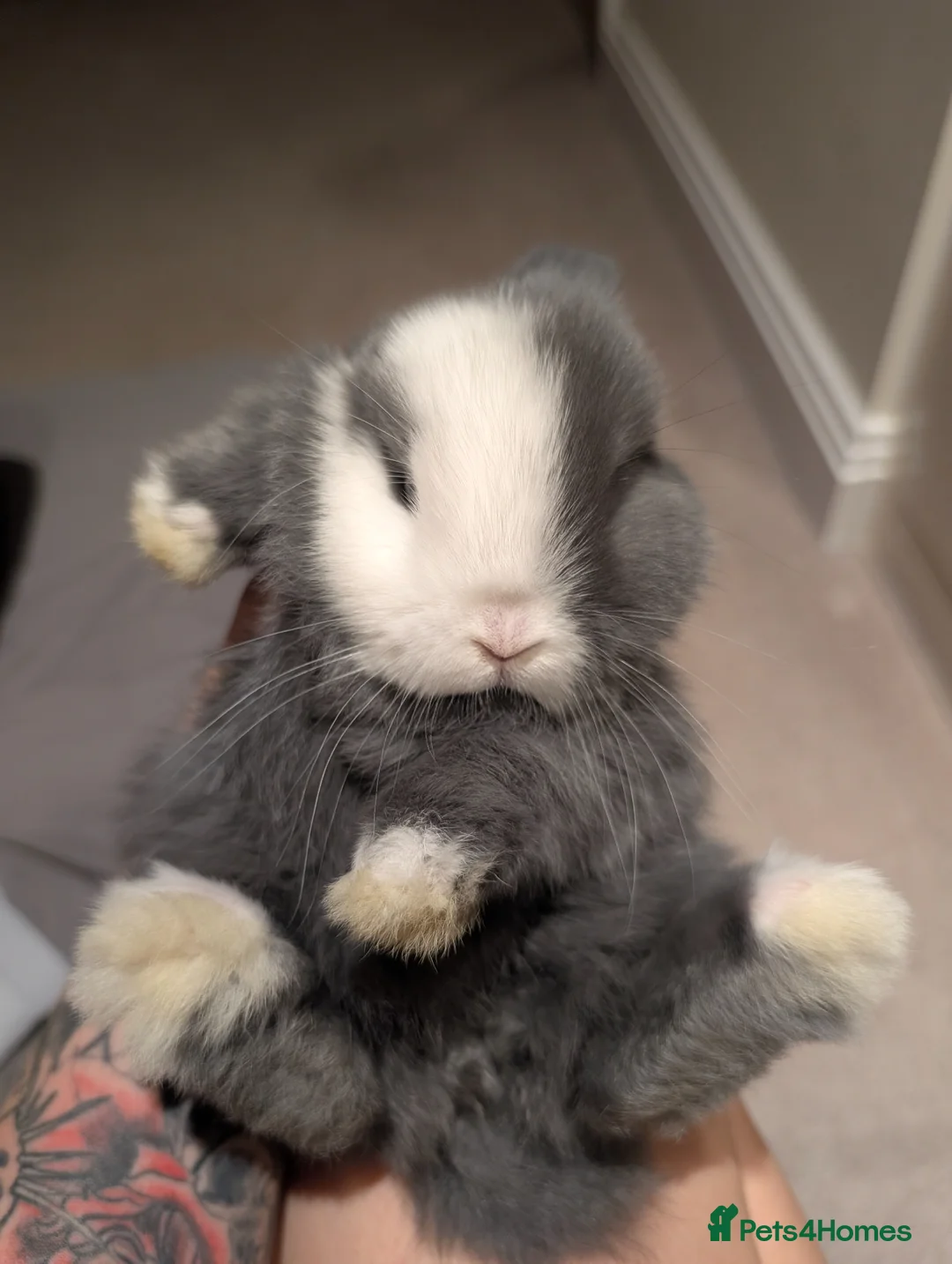 Mini Lop rabbits for sale: Mini lop - Advert 1