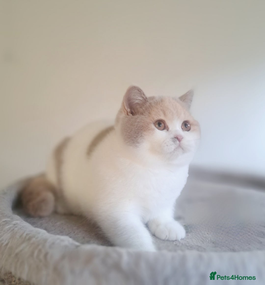 British Shorthair cats for sale: British Shorthair Fawn Tortie & White Female - Advert 9