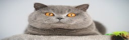 British Shorthair cats for sale: GCCF Registered -Show Quality BSH - Advert 11