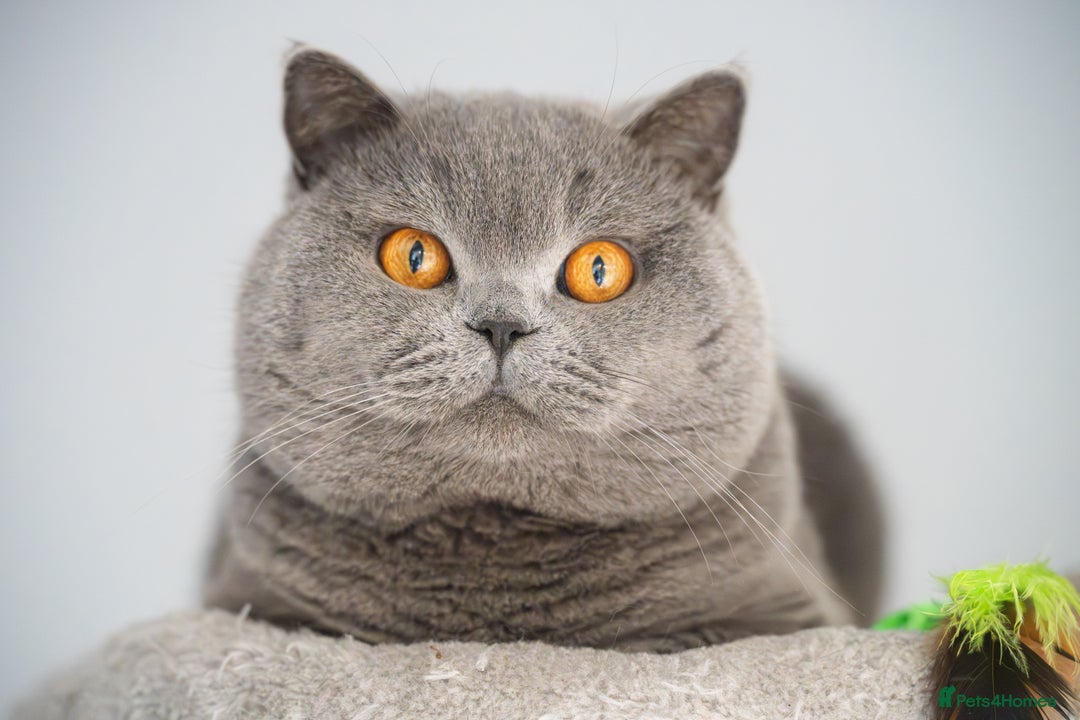 British Shorthair cats for sale: GCCF Registered -Show Quality BSH - Advert 11