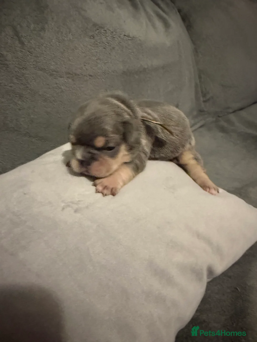French Bulldog dogs for sale: Gorgeous French Bulldog puppy  - Advert 2