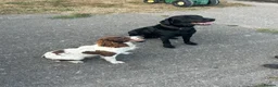 Springador dogs for sale: Springador pups - Advert 2