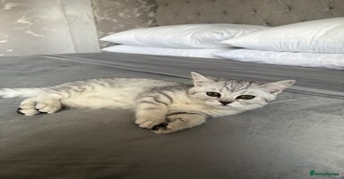 Scottish Fold cats - Advert 1