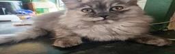 Mixed Breed cats for sale: Super fluffy ragdoll kittens. Cuddly teddy bears - Advert 5