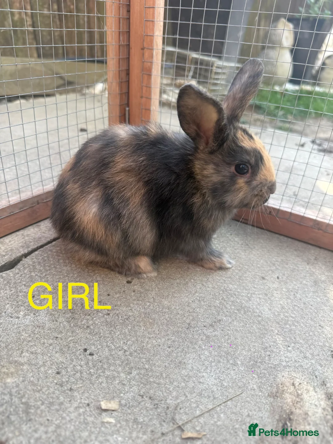 Mini Lion Lop rabbits for sale: 8 adorable bunnies for Sale 🩷💙 - Advert 1