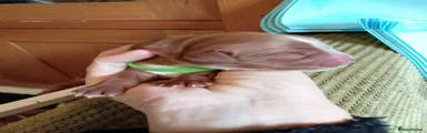Green Collar