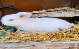 Dwarf Lop rabbits for sale: Breeding pair  - Image 10