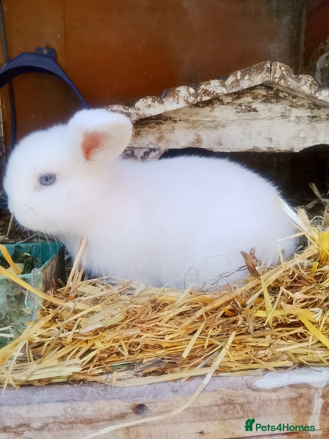 Dwarf Lop rabbits for sale: Breeding pair  - Image 10