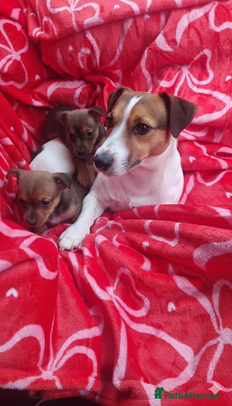 Jack Russell dogs Jack Russell puppies - Advert 1