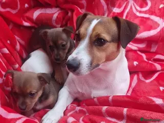 Jack Russell dogs Jack Russell puppies - Advert 1