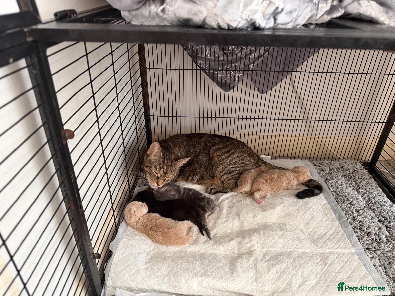 Persian cats 5 beautiful persian x tabby kittens  - Advert 2