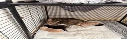 Persian cats for sale: 5 beautiful persian x tabby kittens  - Advert 1