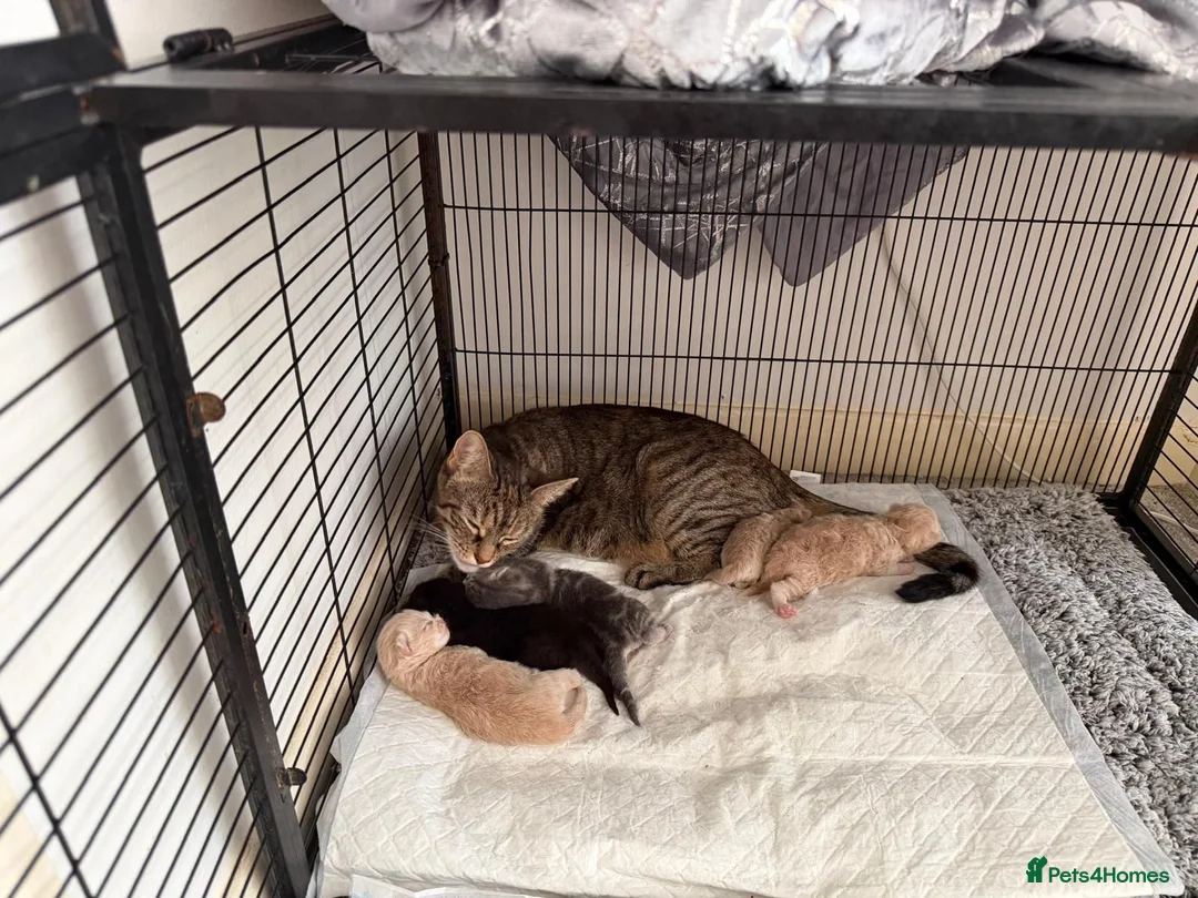 Persian cats for sale: 5 beautiful persian x tabby kittens  - Advert 1