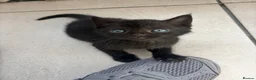 Scottish Fold cats for sale: Scottish Fold Mix Kitten  - Advert 35