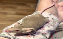 Mouse rodents for sale: Pet Fancy Mice - Adults & Babies - Image 6