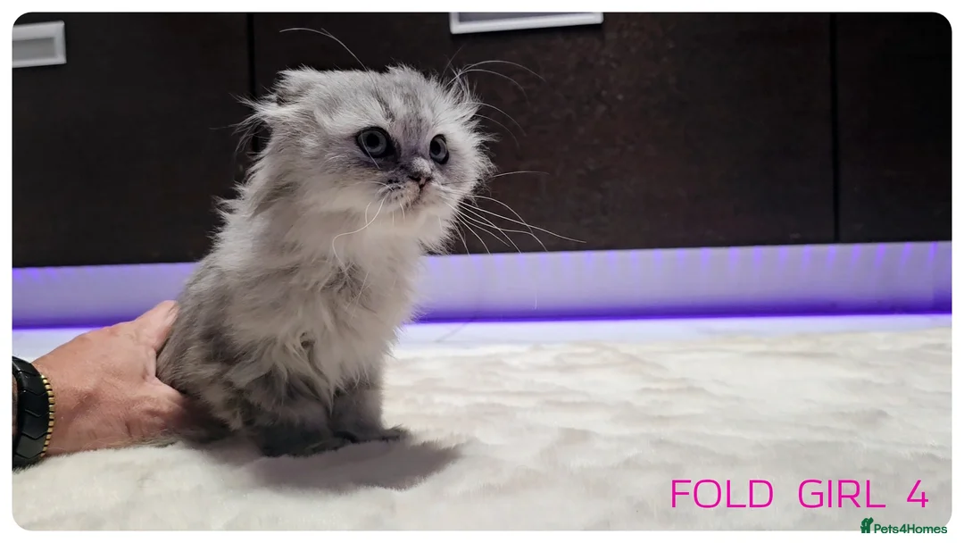 Scottish Fold cats for sale: Scottish Fold Kittens  - Advert 4