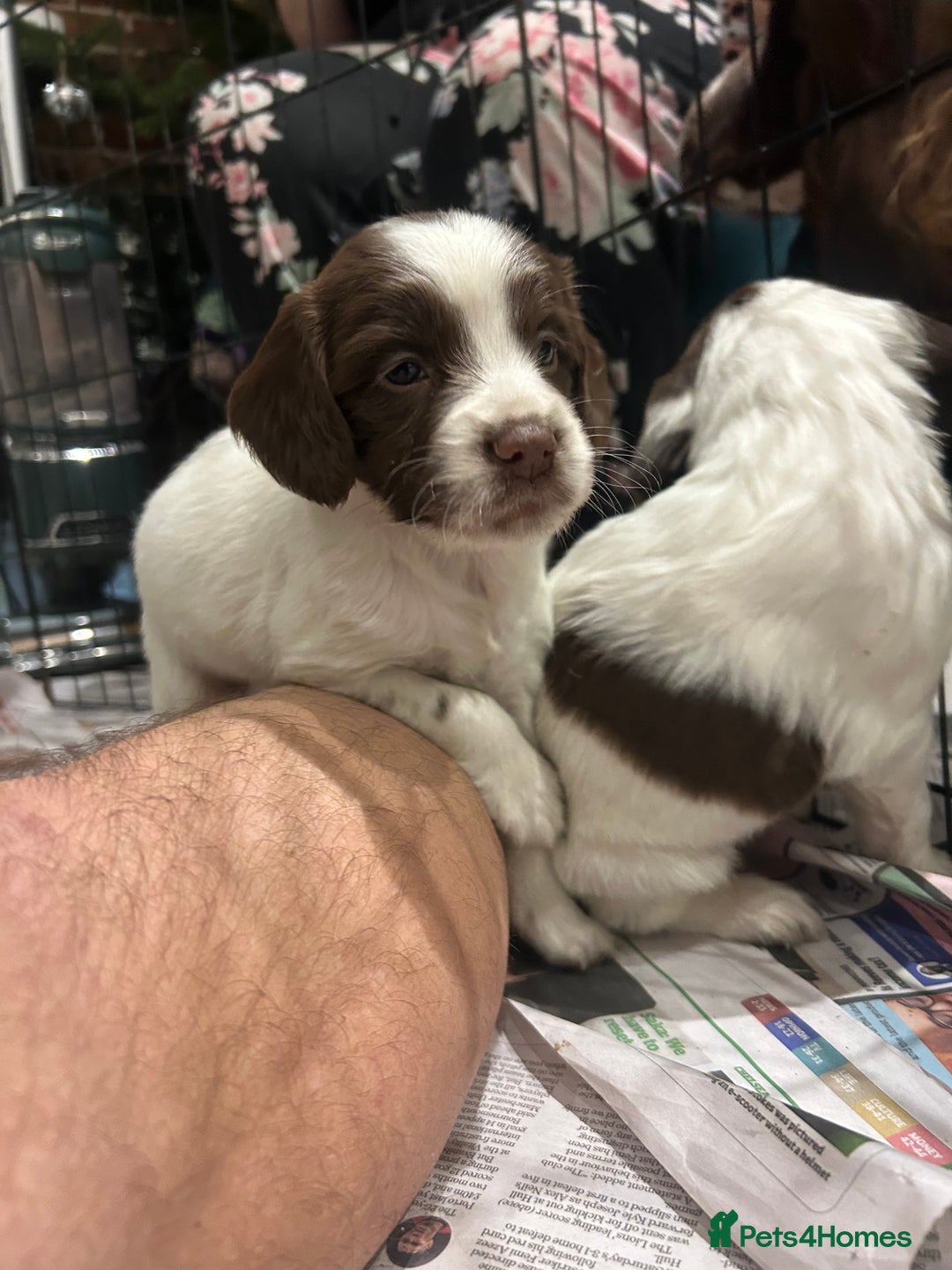 Sprocker dogs for sale: Working Sprocker Spaniels  - Advert 11