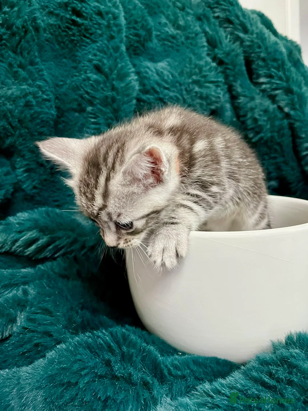 Maine Coon cats for sale: Last 2 kittens available  - Advert 9