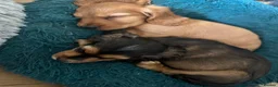 Cockalier dogs for sale: Stunning Boys Ready Now - Advert 8