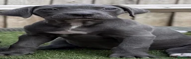 Cane Corso 1