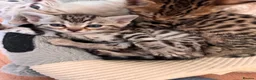 Bengal cats for sale: All bengals reserved - savannah babies available  - Advert 5