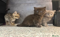 Mixed Breed cats for sale: Ragdoll cross British long hair kittens  - Image 8