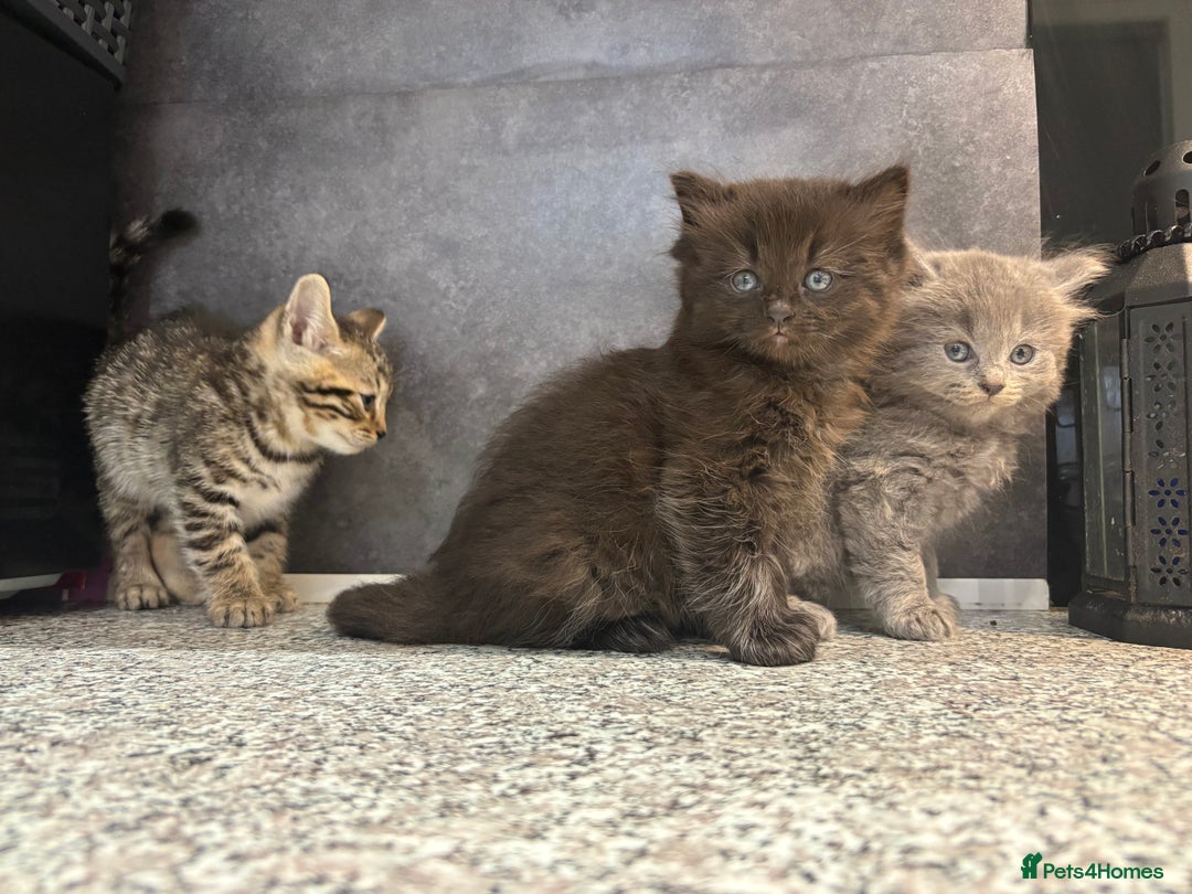 Mixed Breed cats for sale: Ragdoll cross British long hair kittens  - Image 8
