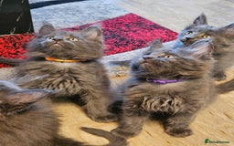 Maine Coon cats for sale: 🔥*Stunning Litter of 8💎Solid Blue Maine Coon*🔥  - Image 8