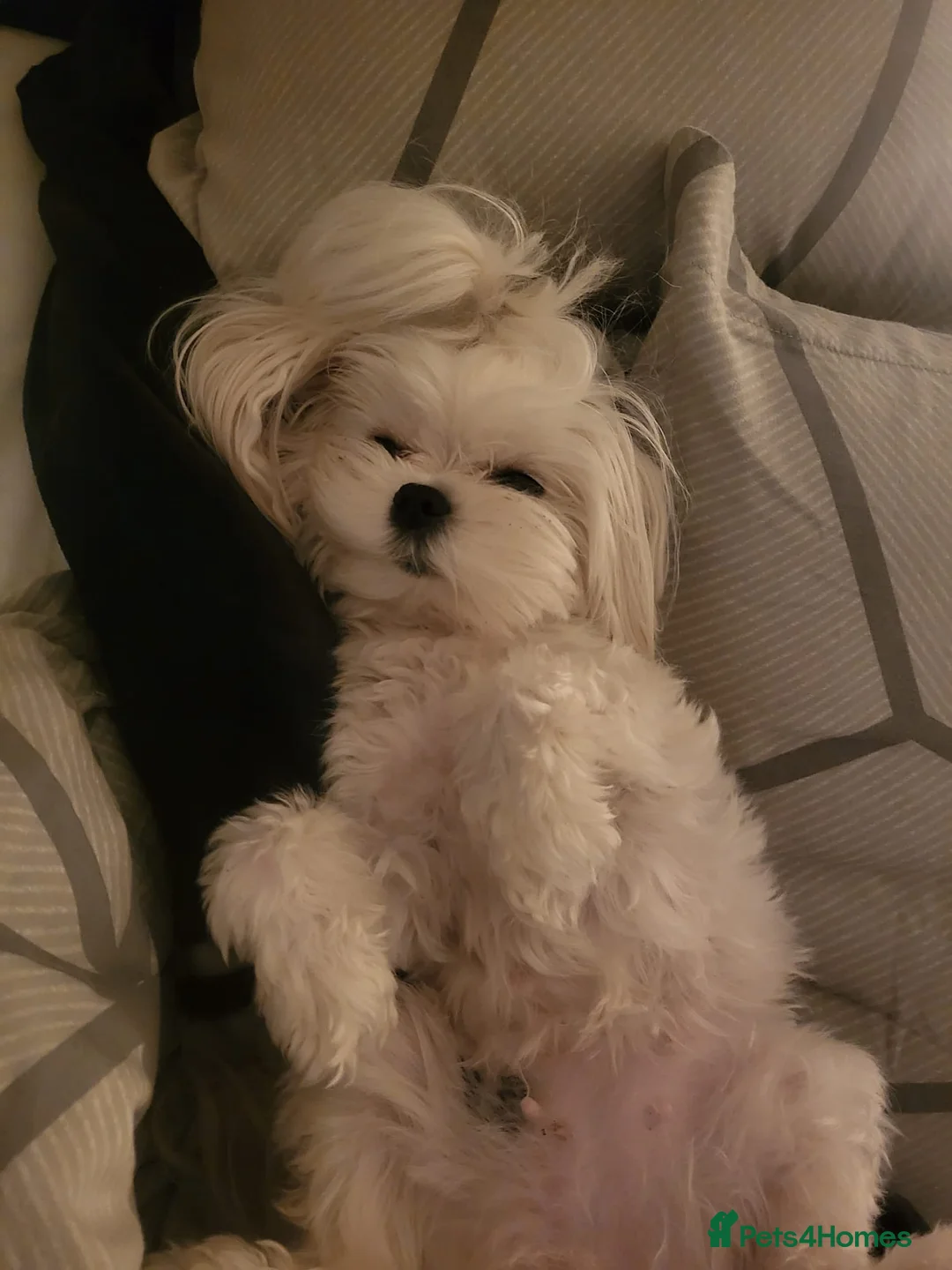 Maltese dogs for sale: Korean Maltese 3 year old girl - Advert 2