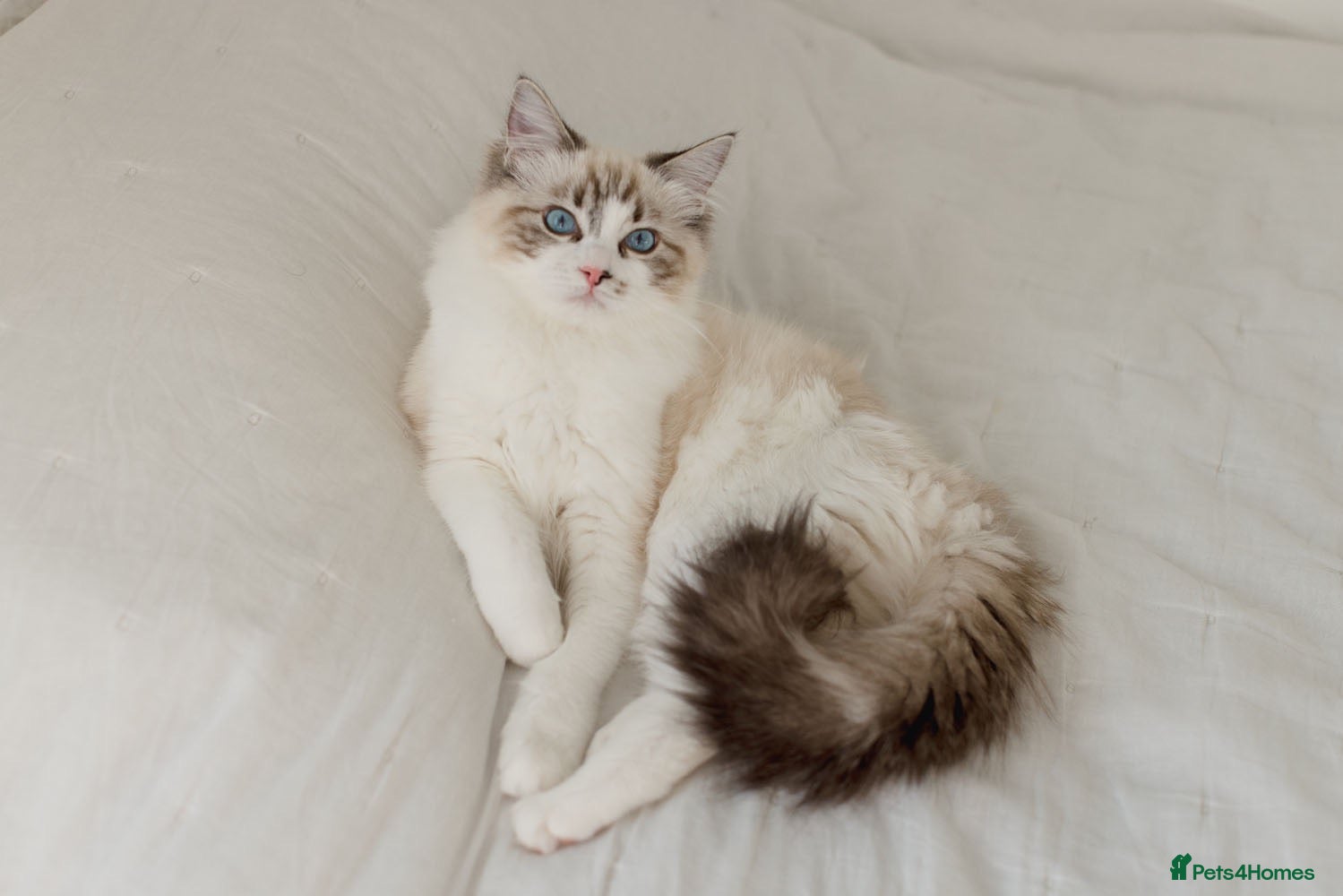 Ragdoll cats Ready now Bicolour Lynx Ragdoll female  - Advert 1