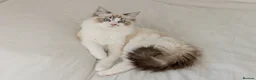 Ragdoll cats for sale: Ragdoll princess looking for her forever home - Advert 5