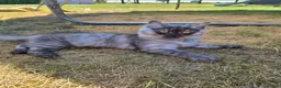 Mixed Breed cats for sale: Beautiful Siberian x Nebelung kittens  - Advert 8